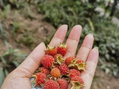 -铁山坪森林公园