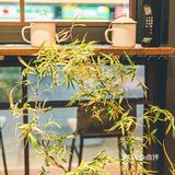 正经川菜，不改良，专治没胃口😤😤😤