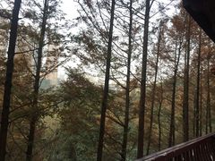 -重庆彩云湖湿地公园