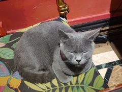 -猫色咖啡·猫咖