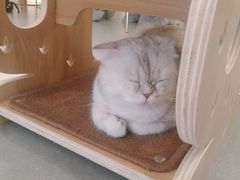 -飞行喵MR PILOT|猫舍·猫咖(静安大融城店)
