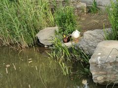 -莲花池公园
