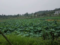 -大味美蛙鱼头火锅(高水店)