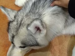 -more than meow吴止猫主题餐厅(承德 中船汇店)