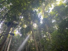 -西双版纳原始森林公园