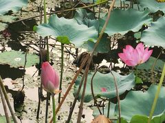 -上海市保健医疗中心