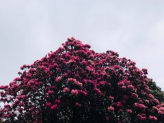-贵州百里杜鹃风景名胜区