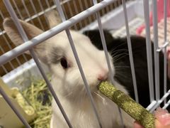 -猫猫幼稚园·撸猫·桌游·电玩