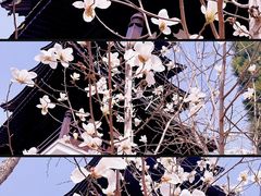 -松山寺