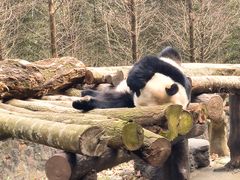 -都江堰中华大熊猫苑