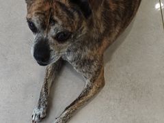 -佳雯宠物医院·皮肤科·内外科(春晓路分院)