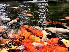 -新世纪大酒楼·30年南海菜