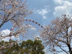 -顾村公园