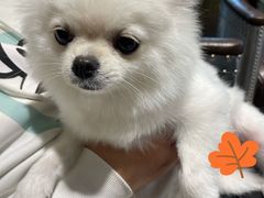 -宠颐生斯嘉宠物医院·急重症·心内科(谷阳北路分院)