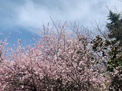 -木塔寺遗址生态公园