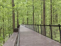 -黄海国家森林公园