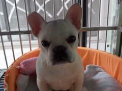 -1013 PET SHOP 宠物商店(近铁城市广场店)