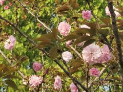 -八大山人梅湖景区