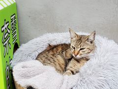 -Again Coffee Roaster(香蜜湖店)