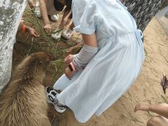 -西霞口神雕山野生动物世界
