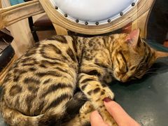 -猫小院猫主题咖啡厅(北锣店)