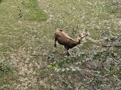 -北京麋鹿生态实验中心