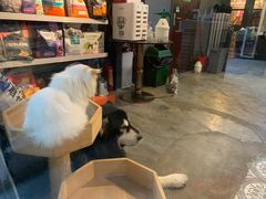 -more than meow吴止猫主题餐厅(承德 中船汇店)