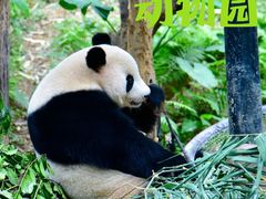 -广州长隆野生动物世界
