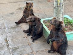 -西霞口神雕山野生动物世界