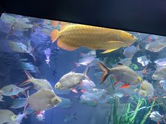 -上海海洋水族馆