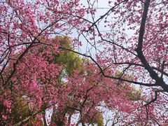 -苏州上方山国家森林公园