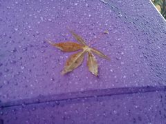 -上海市保健医疗中心