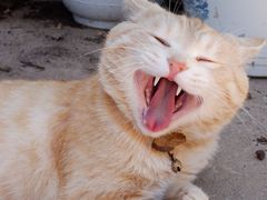 -炊烟餐厅