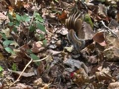 -五女峰国家森林公园