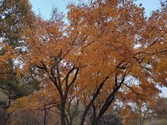 -北京西山国家森林公园