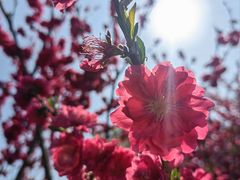-苏州上方山国家森林公园