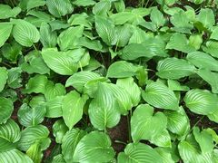 -丰台花园