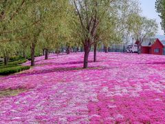 -羊亭河湿地公园