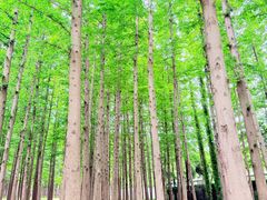 -日照海滨国家森林公园