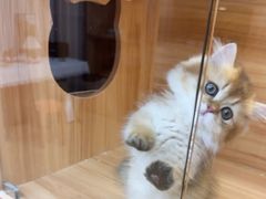 -猫十亿·布偶金渐层·曼基康矮脚猫舍(青年路店)