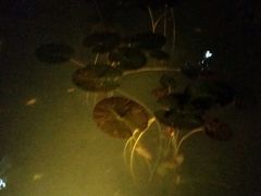 -Izumi Japanese Kitchen