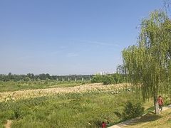 -西安浐灞国家湿地公园