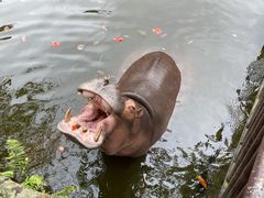 -海南热带野生动植物园