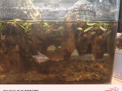 -冶春茶社(珍园店)