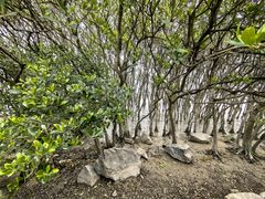 -深圳湾公园(南山区)
