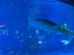 -烟台海昌鲸鲨海洋公园