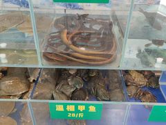 -笨笨甲甲鱼坊(蓝堡湾店)