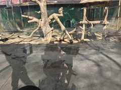 -深圳野生动物园
