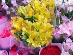 -花鸟鱼虫鲜花绿植市场(玉泉路店)