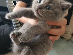 -古乐牛香·鲜牛肉牛杂火锅(新区店)